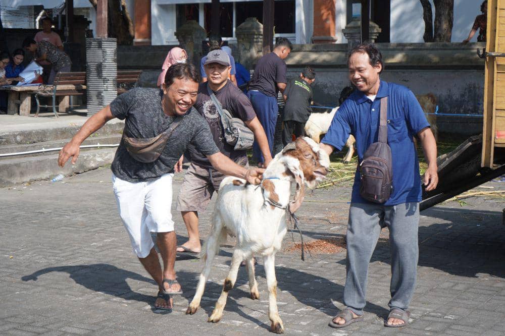 Hewan kurban dari Pelindo Bali Nusra (Dok.IDN Times/istimewa)