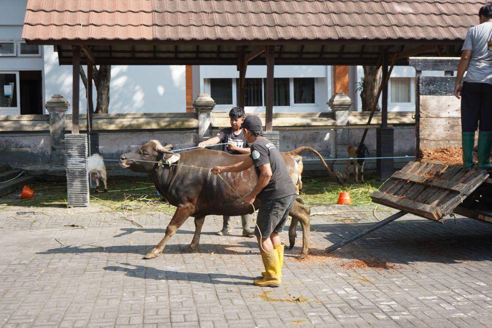 Hewan kurban dari Pelindo Bali Nusra (Dok.IDN Times/istimewa)