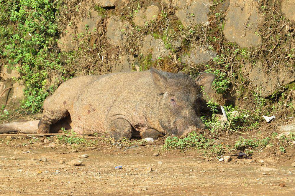 Babi hutan (commons.wikimedia.org/Vinayaraj)