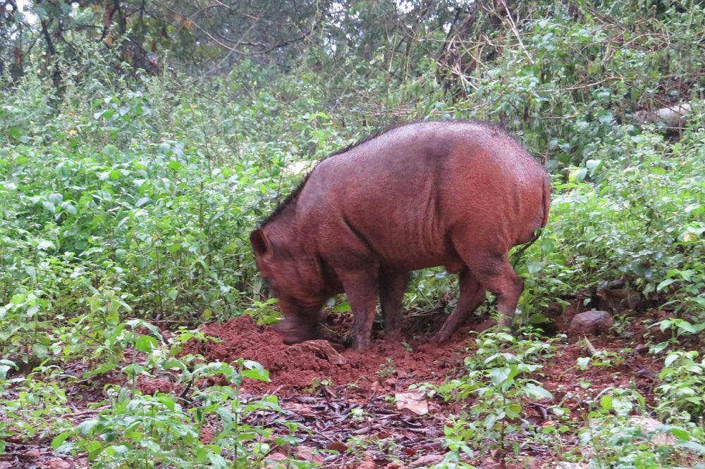 Babi hutan (commons.wikimedia.org/Vinayaraj)
