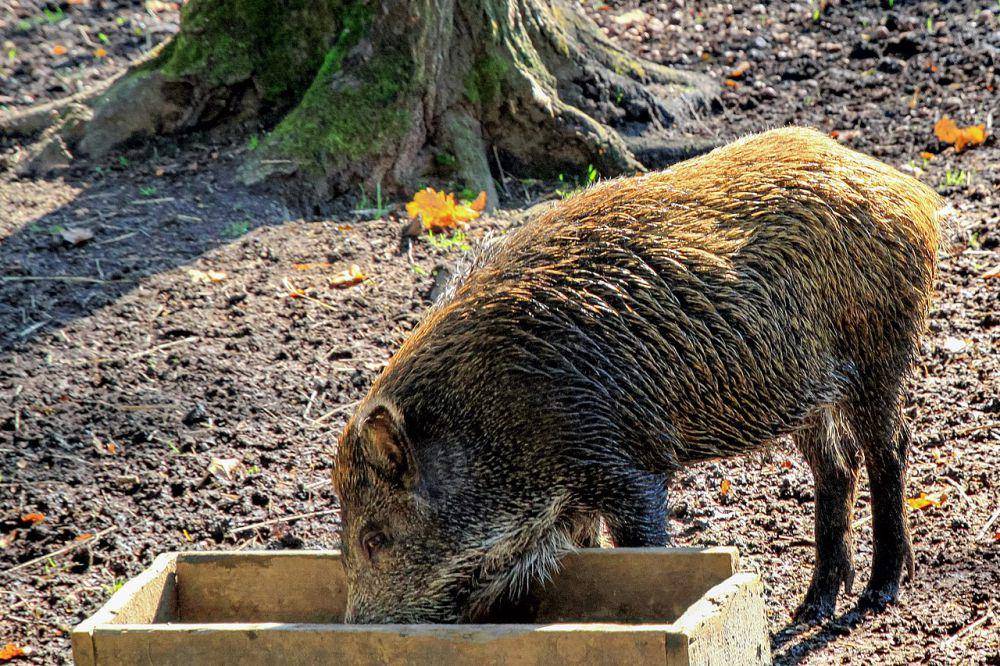 Babi hutan (commons.wikimedia.org/Marcin Konsek)
