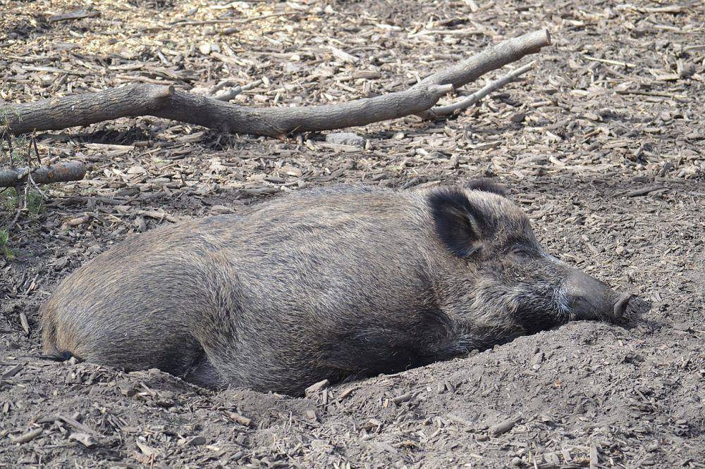 Babi hutan (commons.wikimedia.org/Daniel)