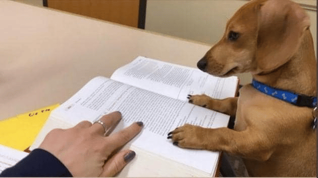 10 Potret Anjing Baca Buku, Memangnya Paham?