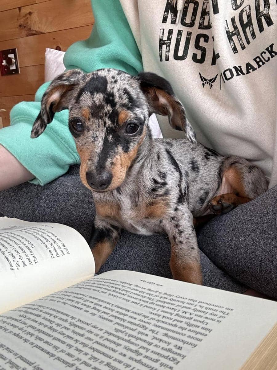 potret anjing baca buku (imgur.com/user/therealsarahconnor)