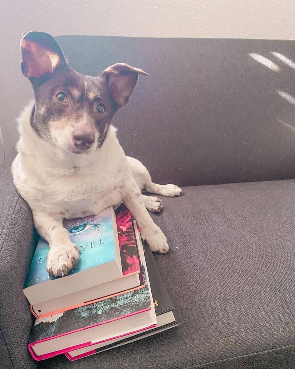 potret anjing baca buku (instagram.com/angiearoundwonderland)