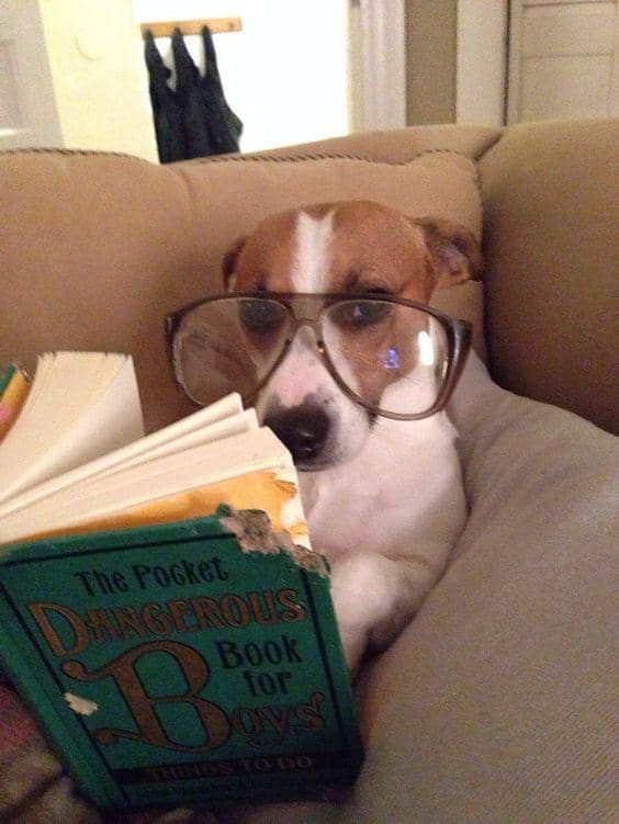 potret anjing baca buku (imgur.com/user/ SoIScrewedUpSoWhat)