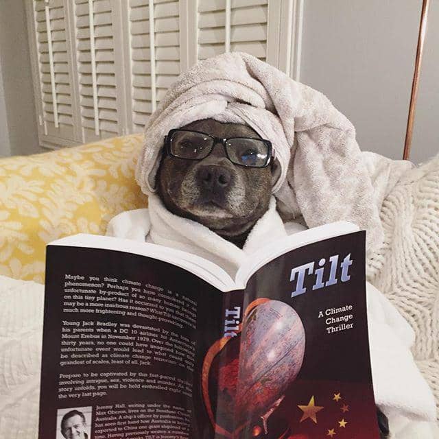 potret anjing baca buku (imgur.com/user/keefa)