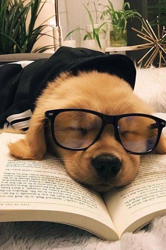 potret anjing baca buku (reddit.com/user/davidjones145)