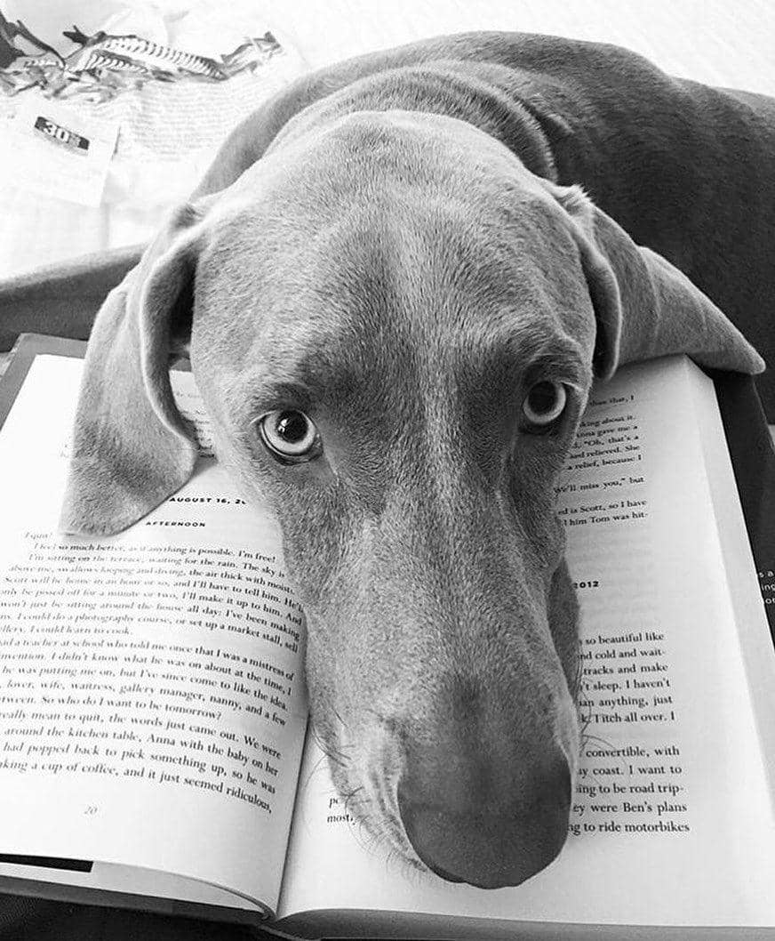 potret anjing baca buku (instagram.com/weimaranerm)
