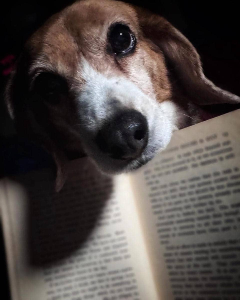 potret anjing baca buku (imgur.com/user/MrChrome365)
