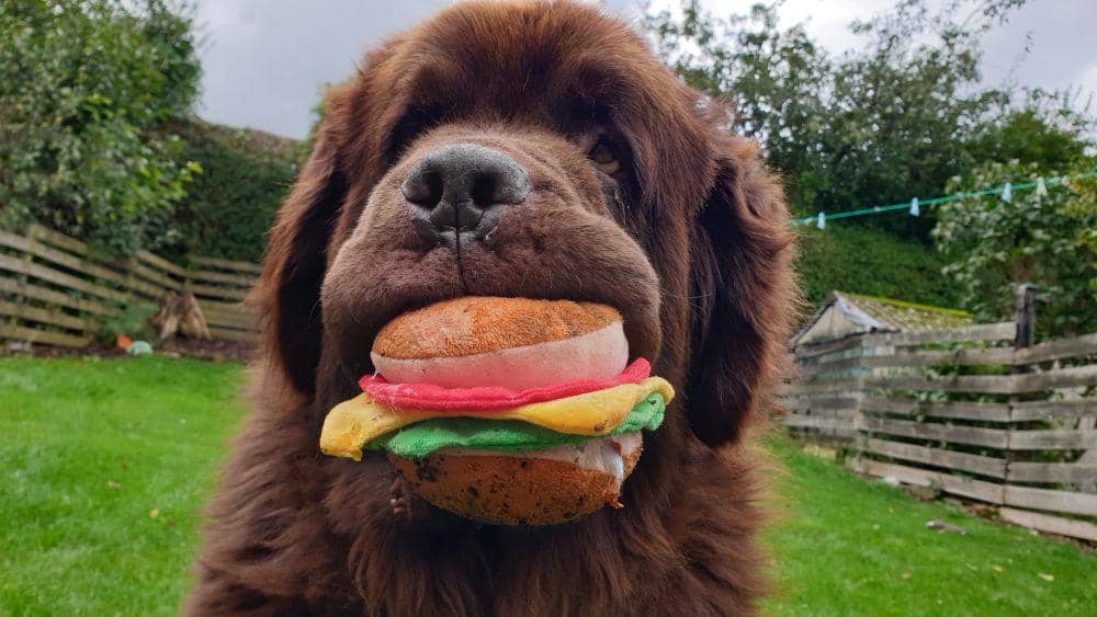 10 Potret Anjing Makan Burger, Pasti Enak Betul!