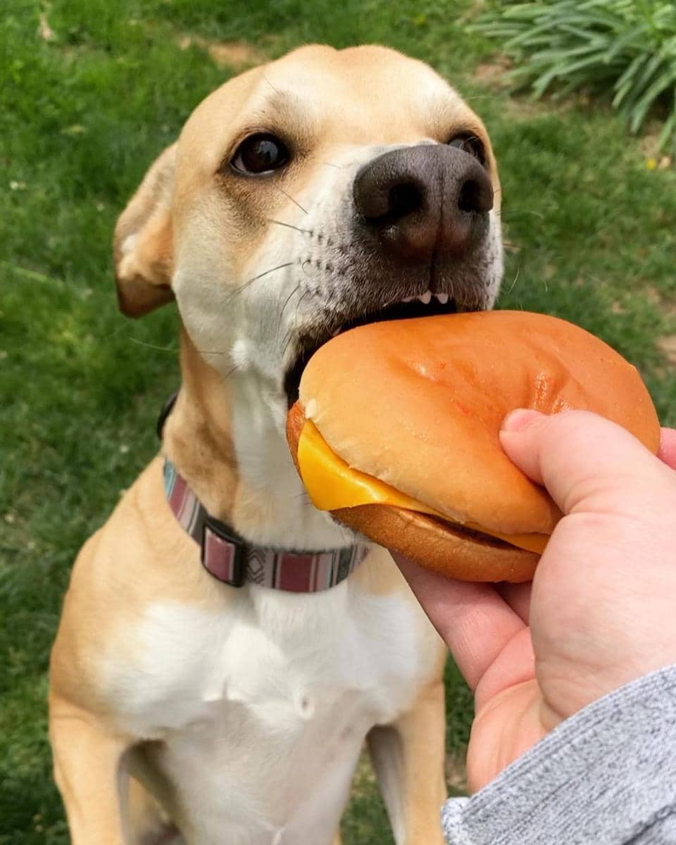 potret anjing makan burger (imgur.com/user/emdashmartin)
