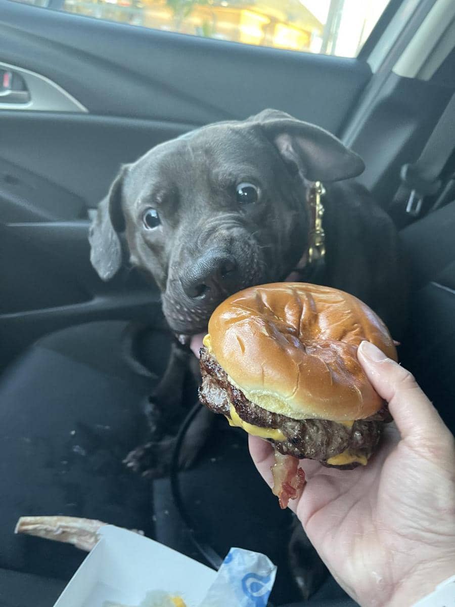 potret anjing makan burger (reddit.com/user/L1ttleMonster)