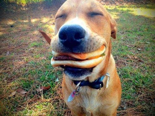 potret anjing makan burger (imgur.com/user/RebelJane)
