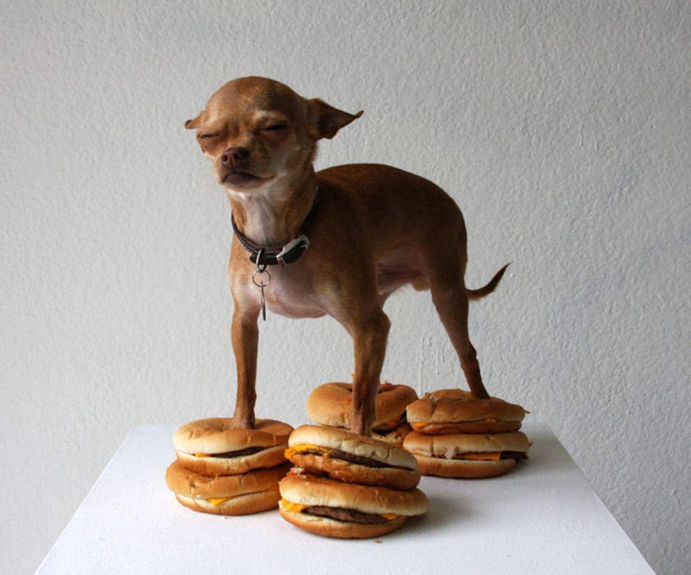 potret anjing makan burger (reddit.com/user/SoDoNoMo)