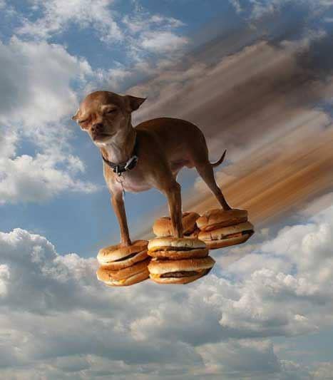 potret anjing makan burger (imgur.com/user/rhaikh)