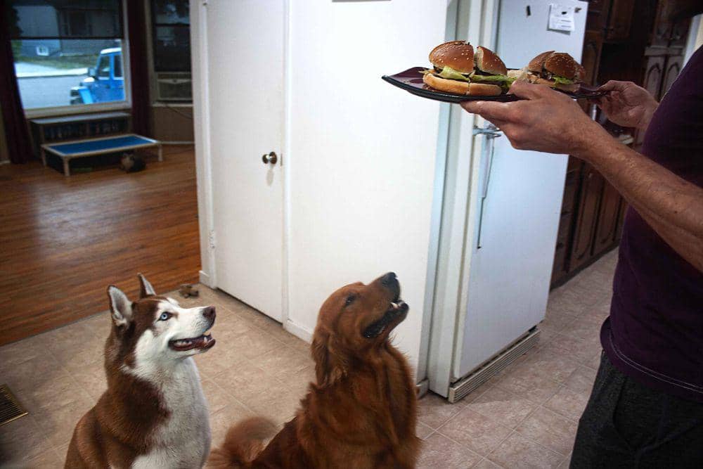potret anjing makan burger (imgur.com/user/Forosnai)