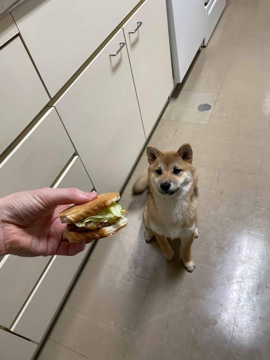 potret anjing makan burger (reddit.com/user/Leonatius)