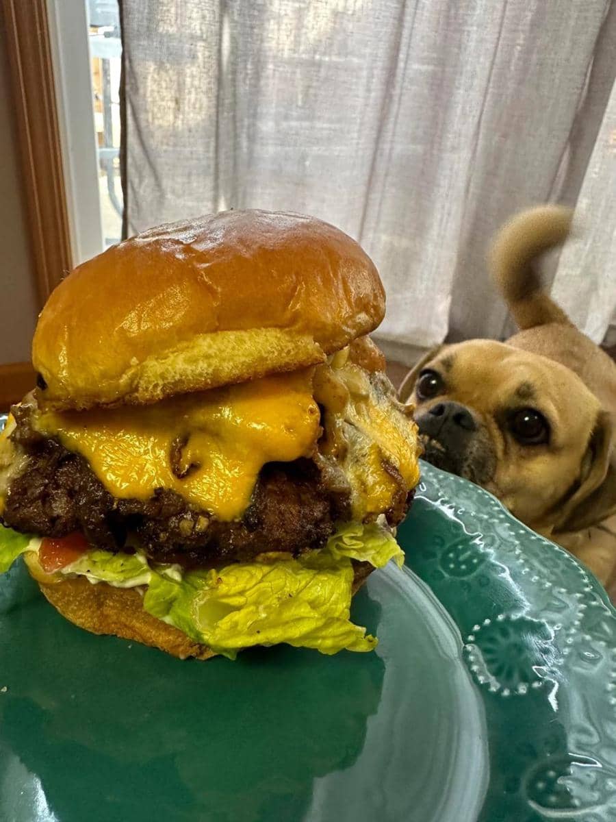 potret anjing makan burger (reddit.com/user/Angelinaorwhatever)