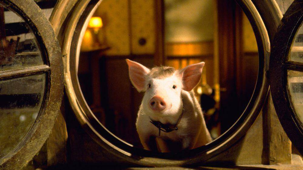 Babe: Pig in the City (dok. Universal Pictures/Babe: Pig in the City)