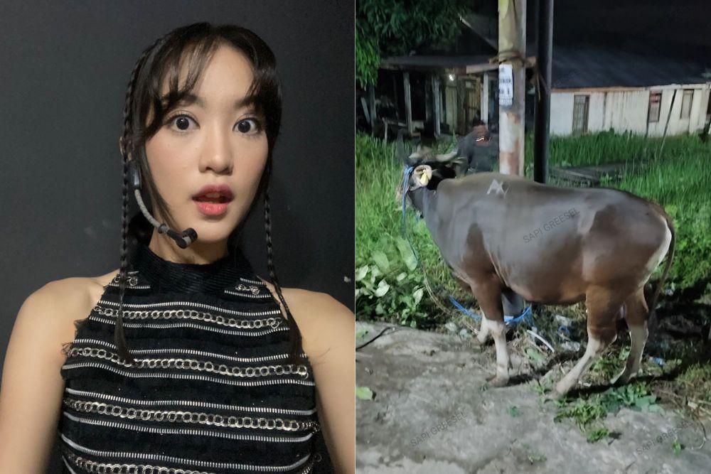 Greesel JKT48 Diberi Hadiah Sapi Kurban dari Penggemar