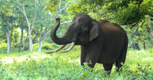Gajah hewan herbivora (dok. pexel.com/venkat ragavan)