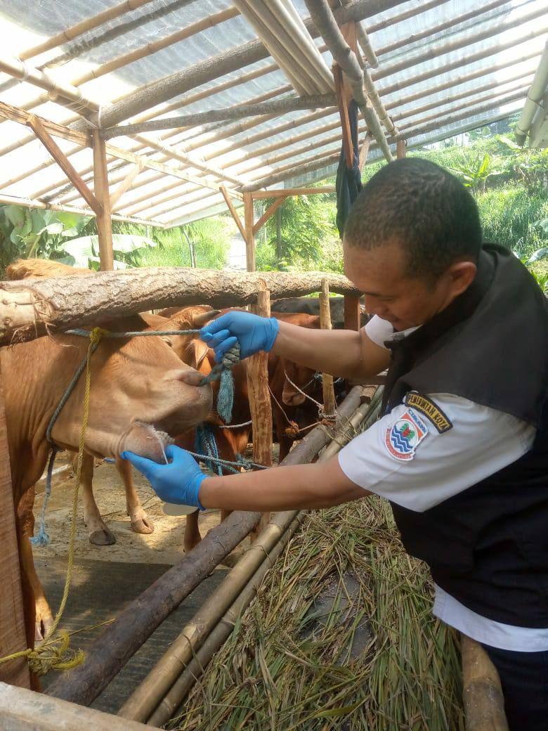 Puluhan Ekor Hewan Kurban Tak Laik Ditemukan di Kota Cimahi