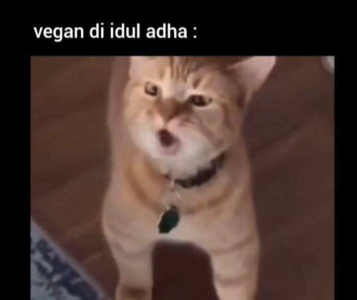 meme vegan (instagram.com/_drakjoke)