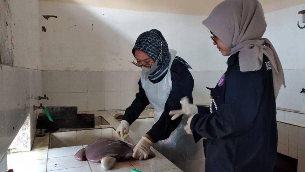 Rumah Potong Hewan di Magetan Temukan Cacing Hati pada Sapi Kurban