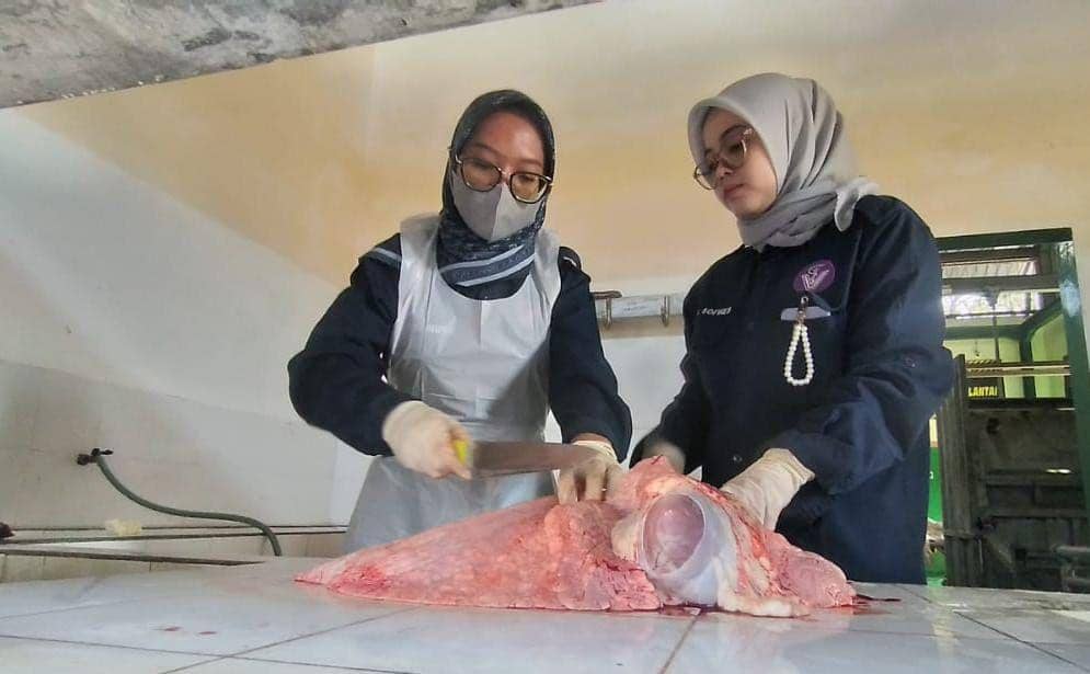 Petugas kesehatan hewan temukan cacing hati pada hari hewan kurban di RPH Magetan. IDN Times/ Riyanto