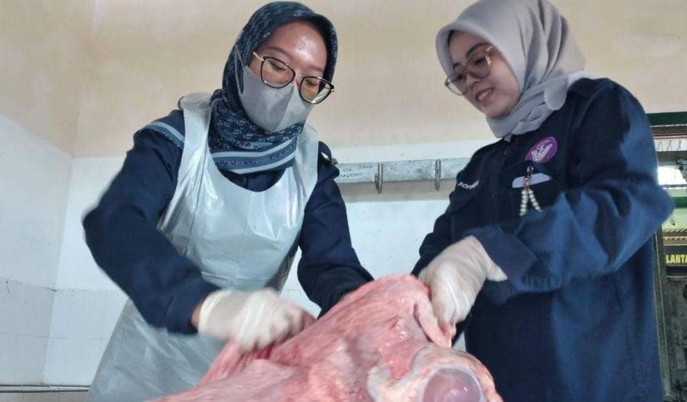 Petugas kesehatan hewan temukan cacing hati pada hari hewan kurban di RPH Magetan. IDN Times/ Riyanto
