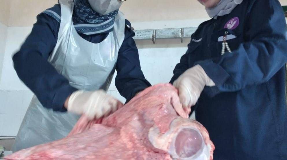 Petugas kesehatan hewan temukan cacing hati pada hari hewan kurban di RPH Magetan. IDN Times/ Riyanto