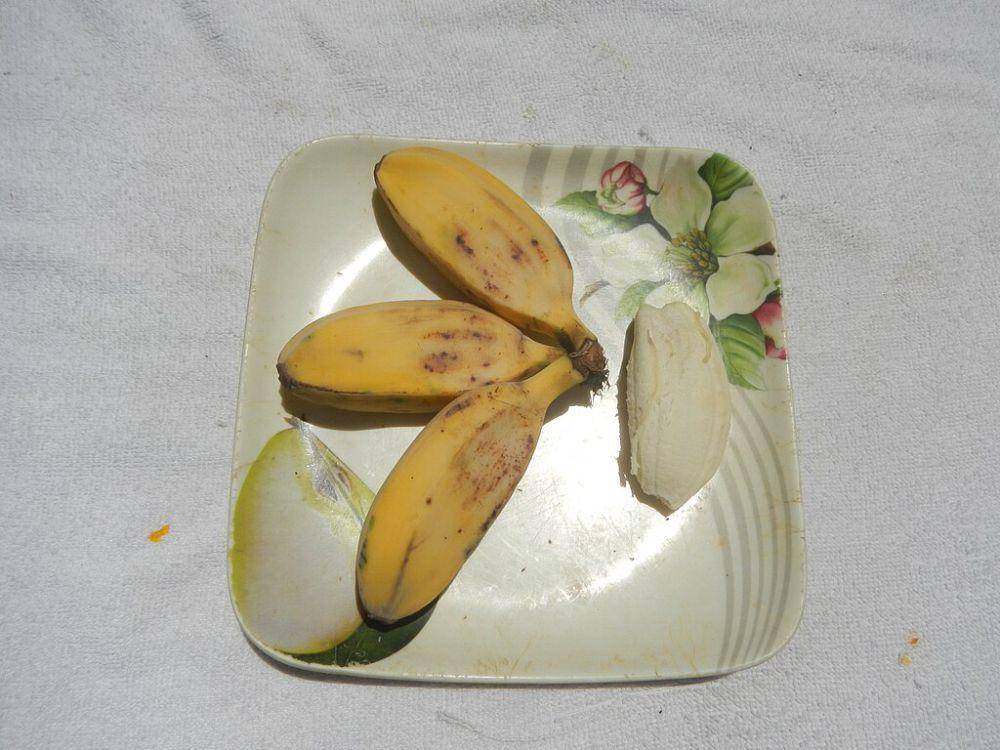 ilustrasi pisang kepok (commons.wikimedia.org/Judgefloro)