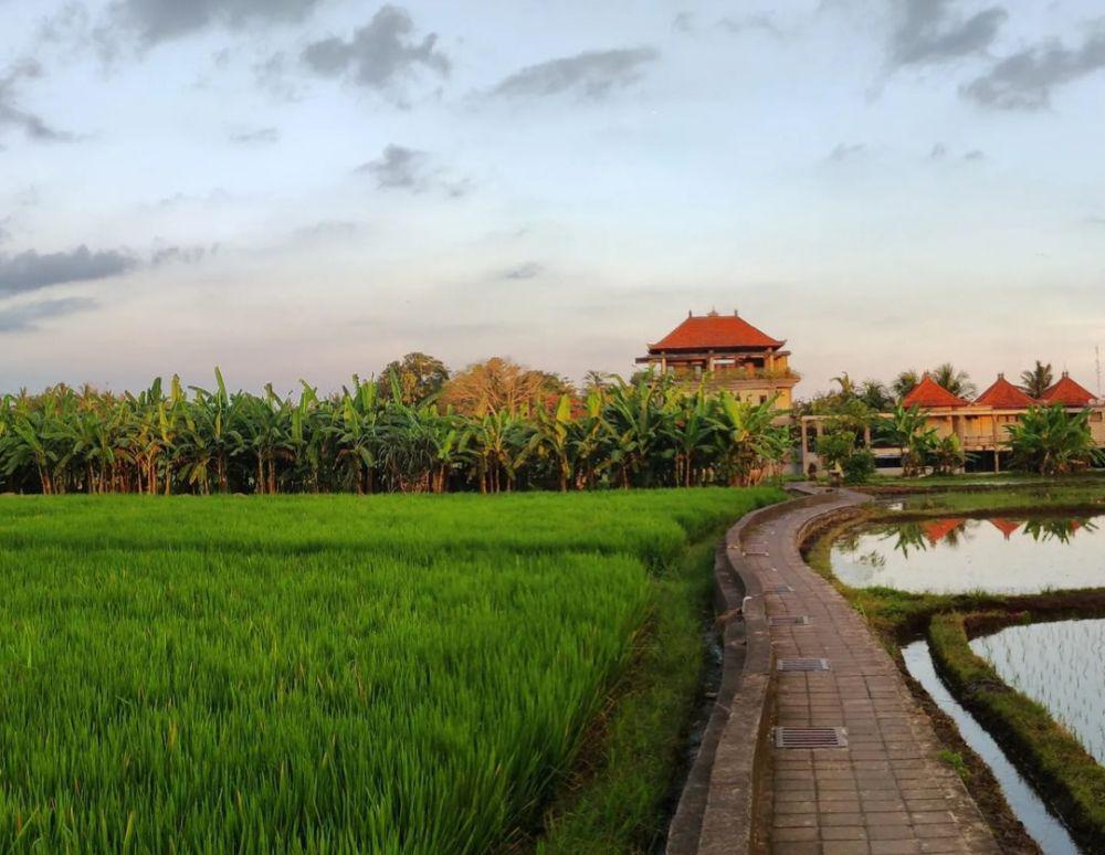 Kajeng Rice Field Bali: Rute, Aktivitas, dan Tips Berkunjung