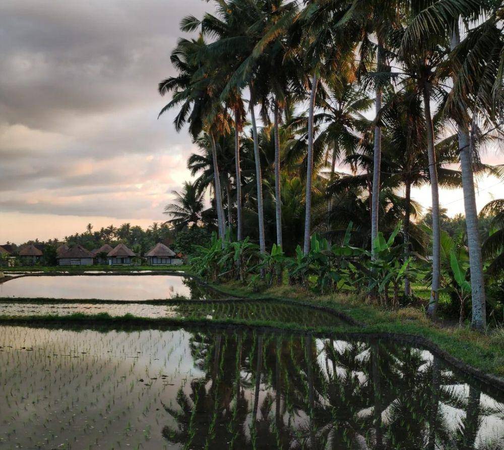 Kajeng Rice Field (instagram.com/aravisss)