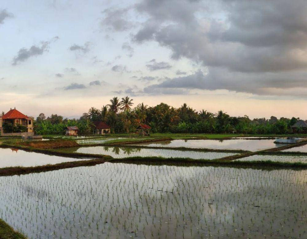 Kajeng Rice Field (instagram.com/aravisss)