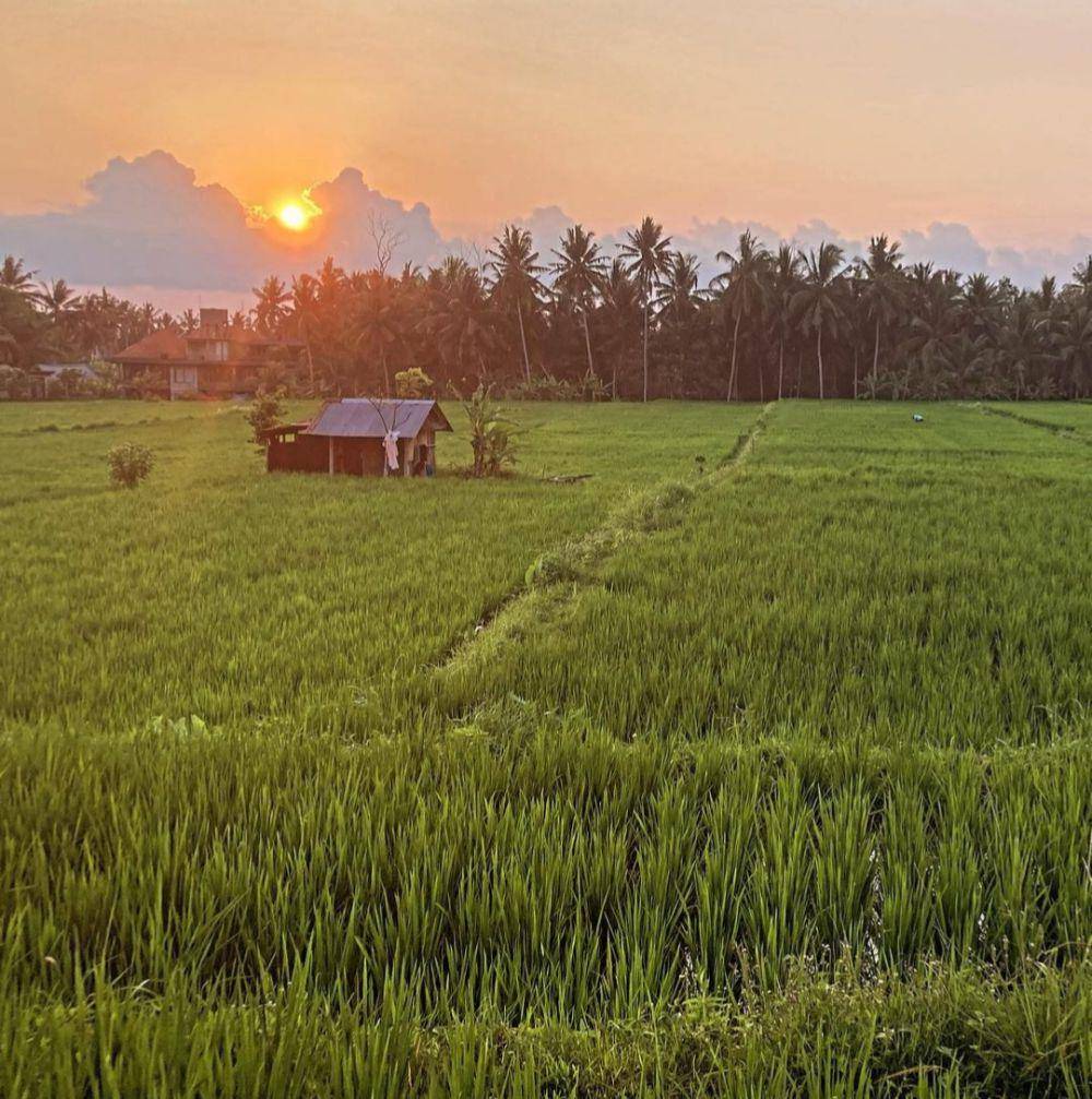 Kajeng Rice Field (instagram.com/_mesiccc_)
