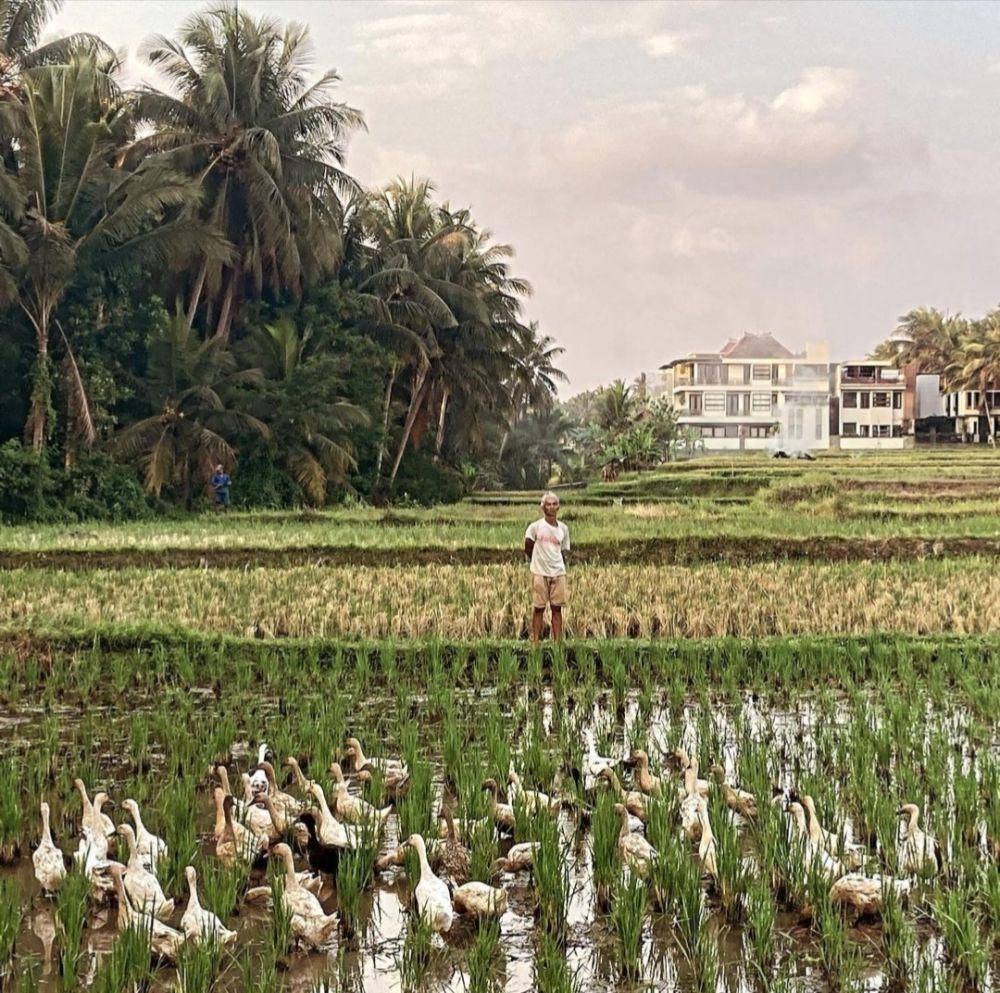 Kajeng Rice Field (instagram.com/_mesiccc_)
