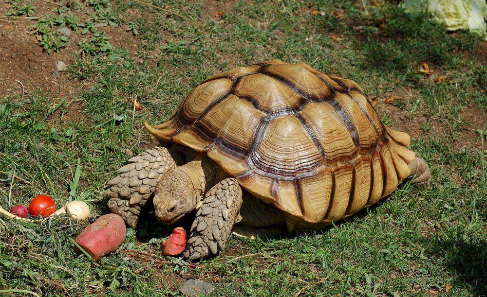 African spurred tortoise (commons.wikimedia.org/Melissa Mitchell (Baseballchck02))