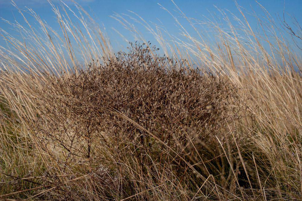 Tumbleweed (commons.m.wikimedia.org/NativePlanting)