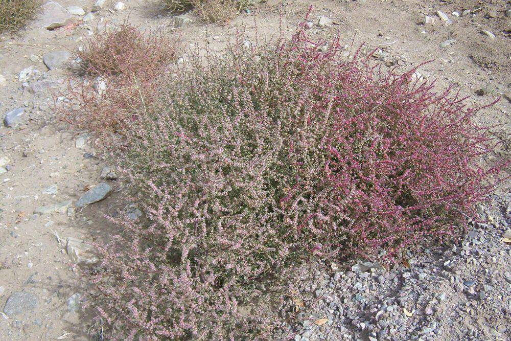 Tumbleweed (commons.m.wikimedia.org/Frad Bauder)
