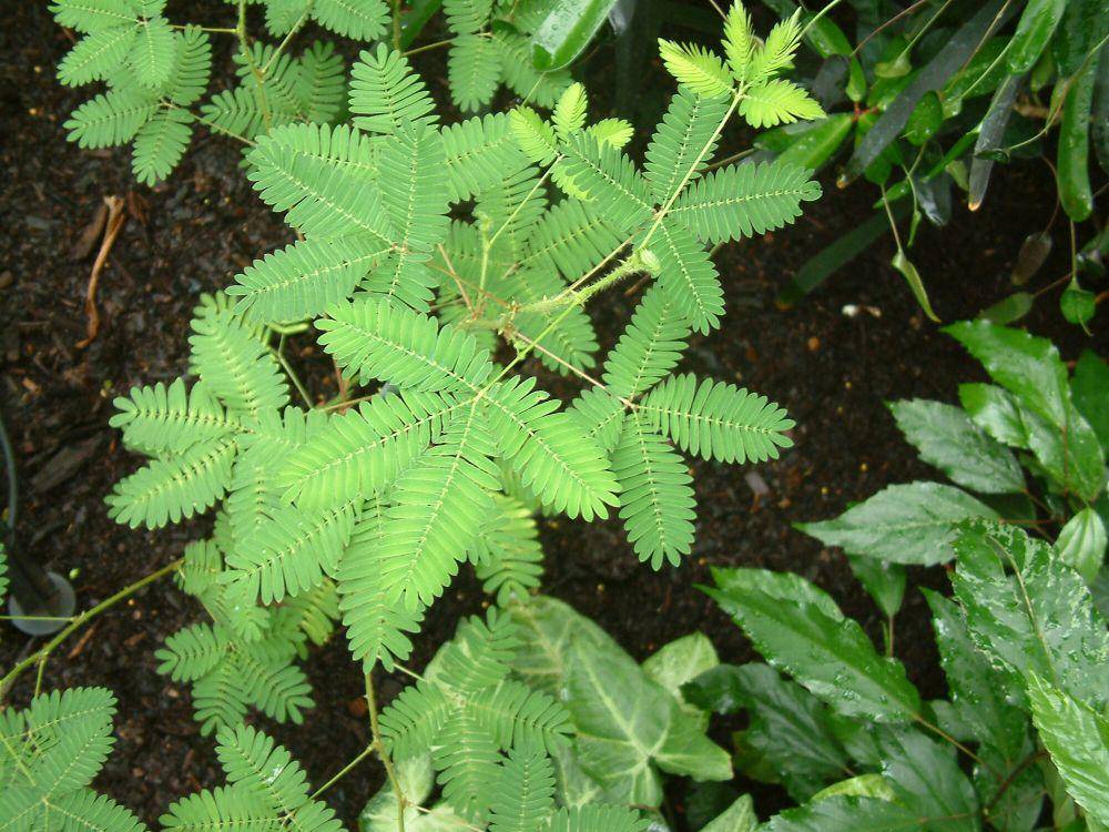 Putri malu (commons.m.wikimedia.org/Alex Lomas)