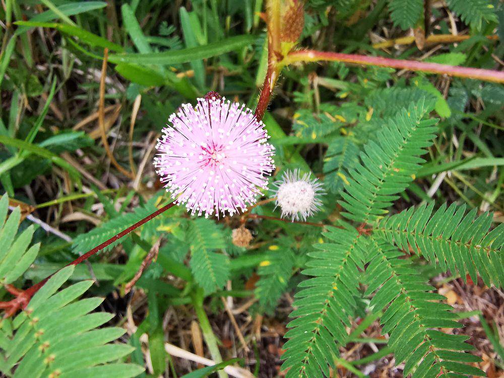 Putri malu (commons.m.wikimedia.org/Jjargoud)