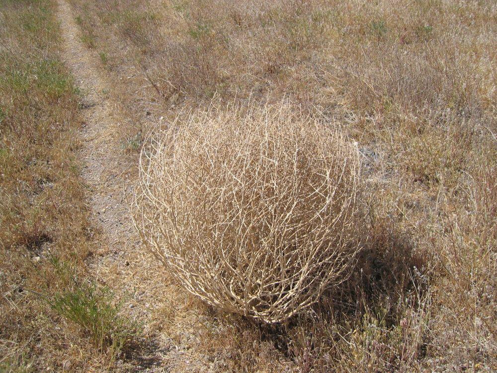 6 Fakta Tumbleweed, Gulma Invasif Penyebab Banyak Masalah