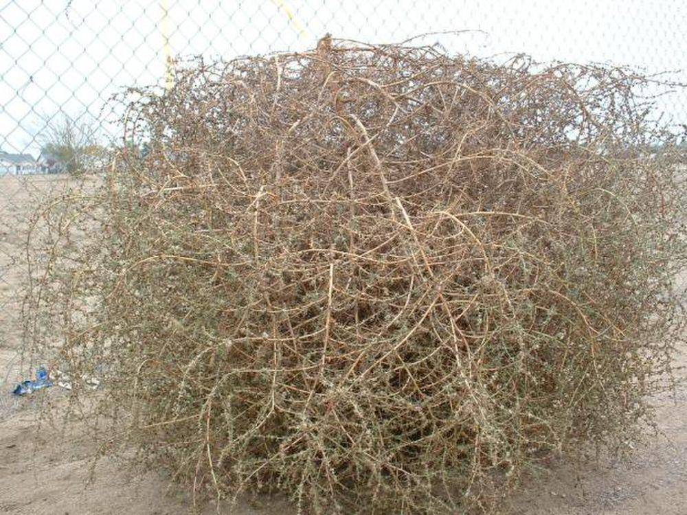 Tumbleweed (commons.m.wikimedia.org/Renji Shino)