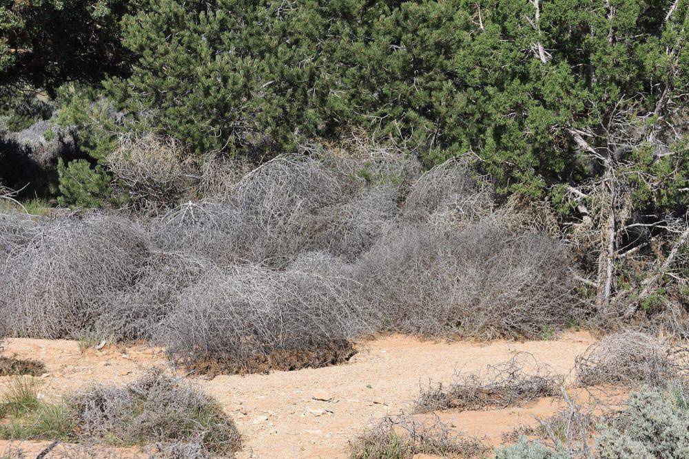 Tumbleweed (commons.m.wikimedia.org/Kaibab National Forest)