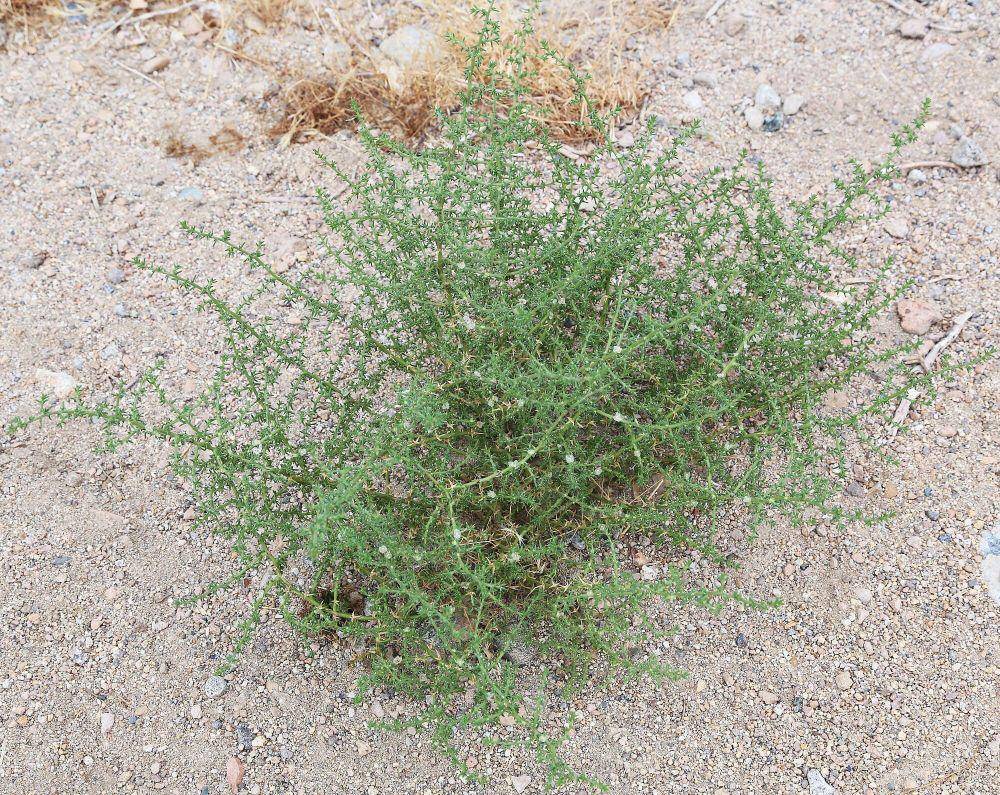 Tumbleweed (commons.m.wikimedia.org/Dcrjsr