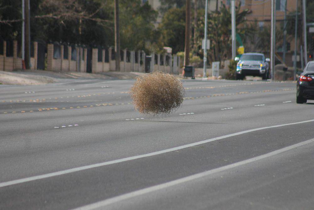 Tumbleweed (commons.m.wikimedia.org/Noah Wulf)
