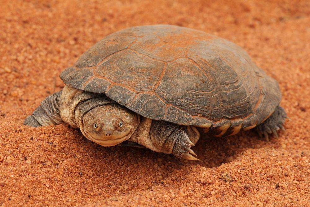 African helmeted turtle (commons.wikimedia.org/Charlotte Kirchner)