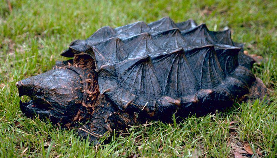 Alligator snapping turtle (commons.wikimedia.org/Gary M. Stolz)